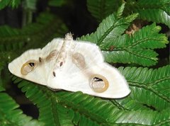 Problepsis conjunctiva