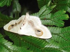 Problepsis conjunctiva