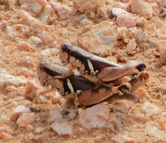 Melanoplus glaucipes