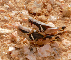Melanoplus glaucipes