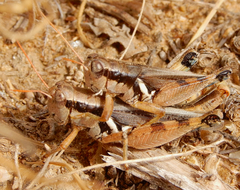 Melanoplus glaucipes