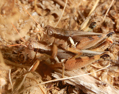 Melanoplus glaucipes