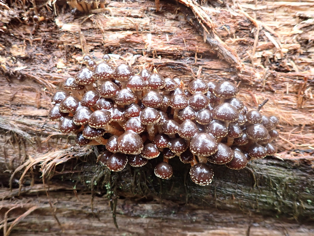 Hypholoma brunneum · June 2025 · photo: © ninakerr01 (iNaturalist, cc-by)