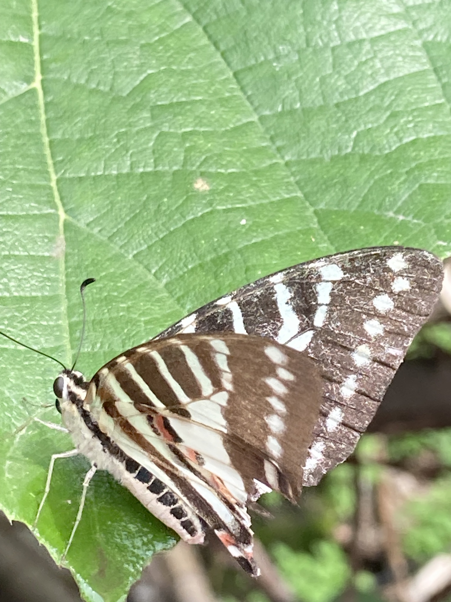 Spot Swordtail