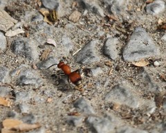 Dasymutilla nigripes