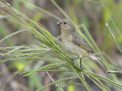 Sporophila nigricollis