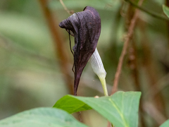 Arisaema filiforme