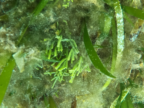 cactus tree alga (Caulerpa cupressoides)