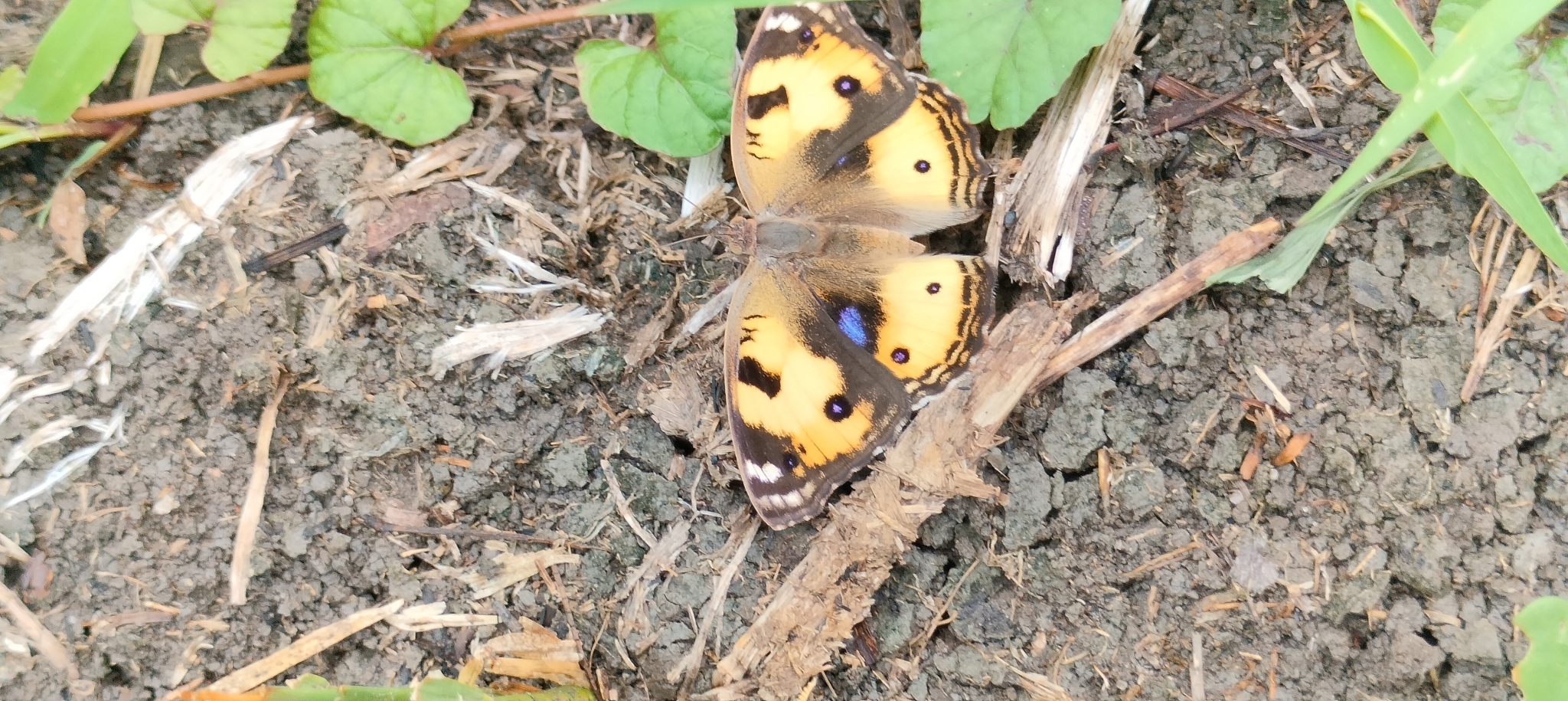 Yellow Pansy