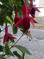 Fuchsia × hybrida