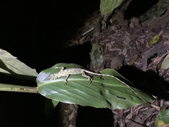Draco blanfordii