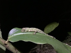 Draco blanfordii