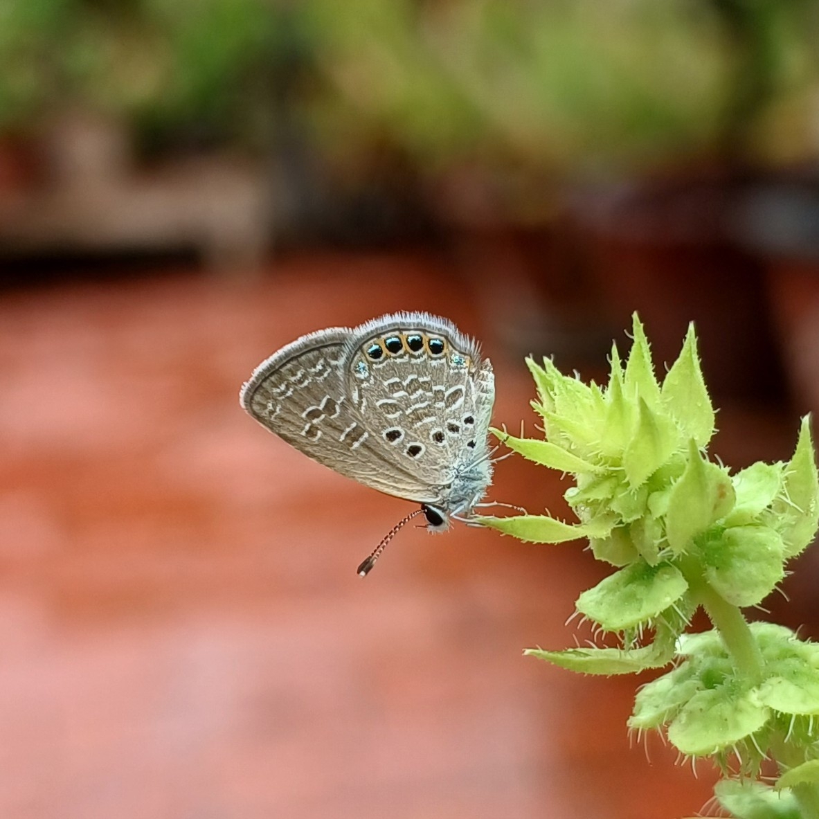 Black-Spotted Grass Jewel
