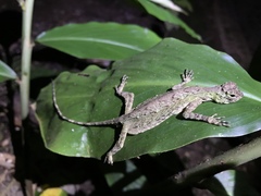Draco blanfordii