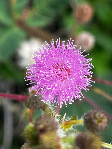 Sensitive Plant