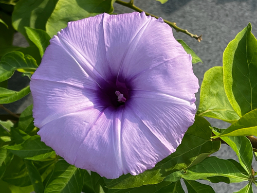 Mile-a-minute vine
