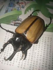 Eupatorus gracilicornis