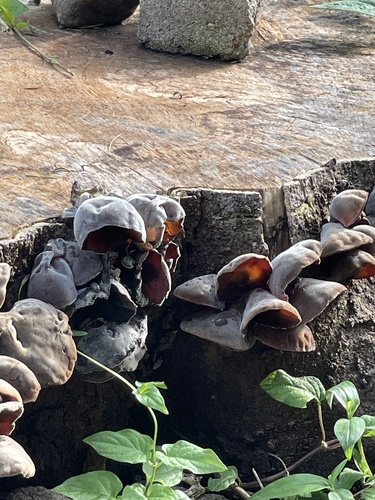 Auricularia polytricha