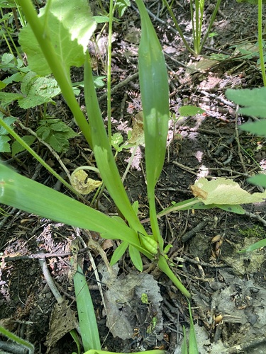 Colchicum umbrosum (Colchicum umbrosum)
