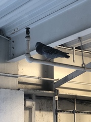 Columba livia domestica