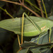 Giant Gumleaf Katydid - Photo (c) Ron Greer, some rights reserved (CC BY-NC), uploaded by Ron Greer