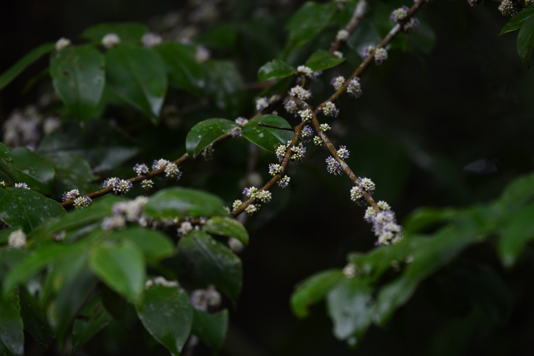 Memecylon pauciflorum (Memecylon pauciflorum)