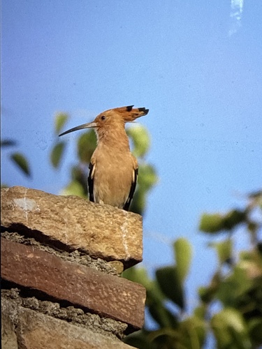 Common Hoopoe