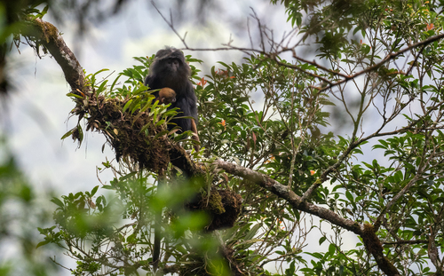 West Javan Langur
