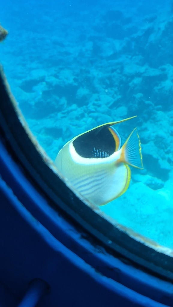 Blackblotch Butterflyfish