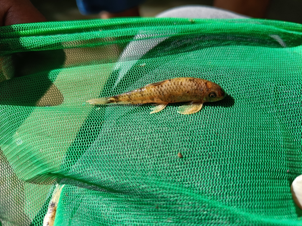 Balitora minnow (Psilorhynchus balitora) — Psilorhynchidae