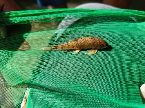 Balitora minnow (Psilorhynchus balitora) — Psilorhynchidae