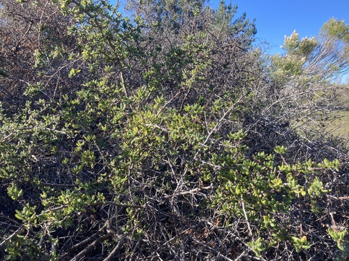 Santa Barbara Ceanothus (Ceanothus impressus)