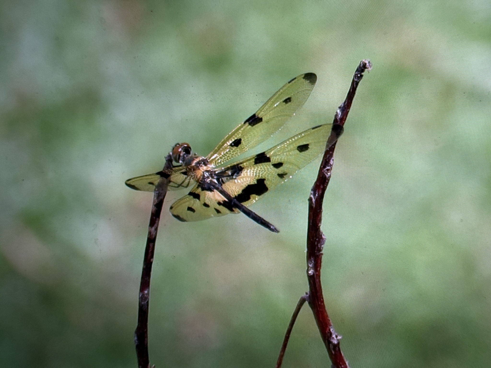 Common Picture Wing