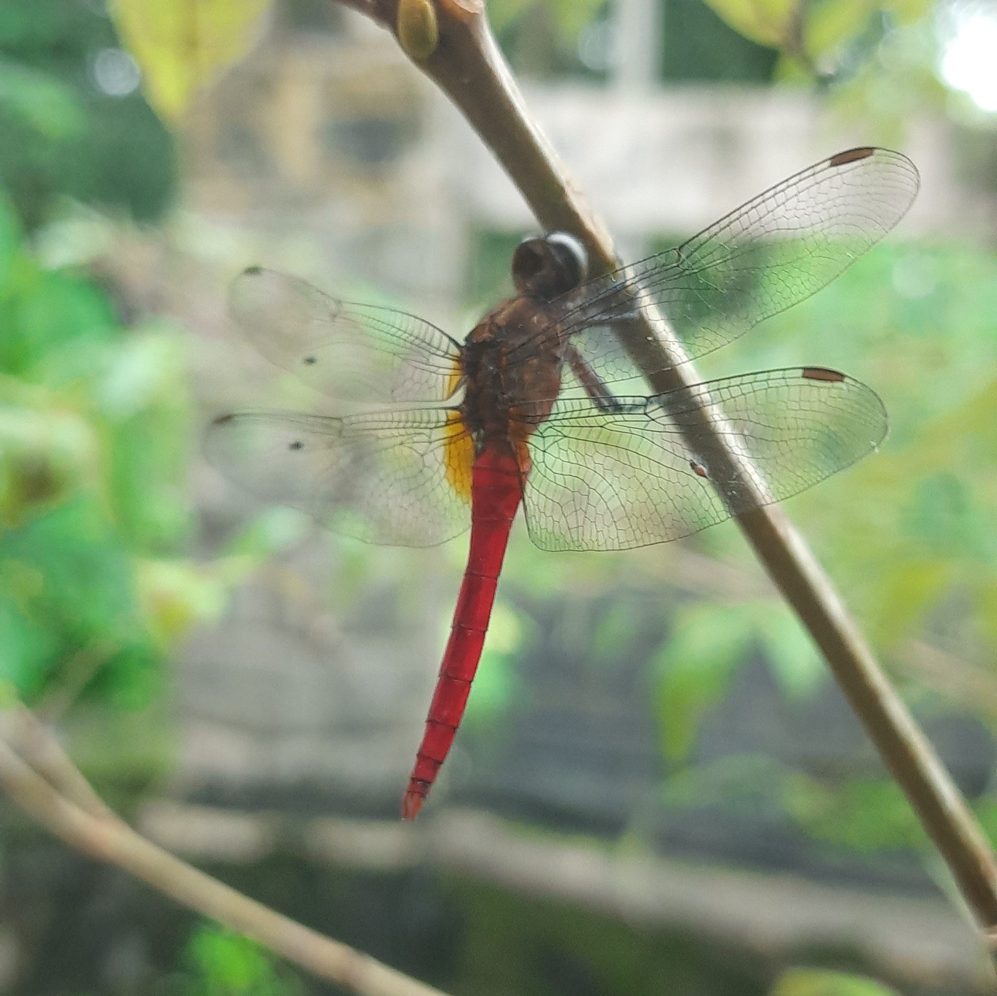 Spine-Tufted Skimmer