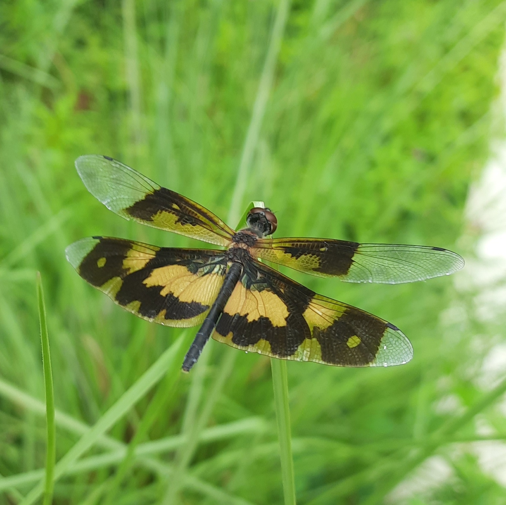 Common Picture Wing