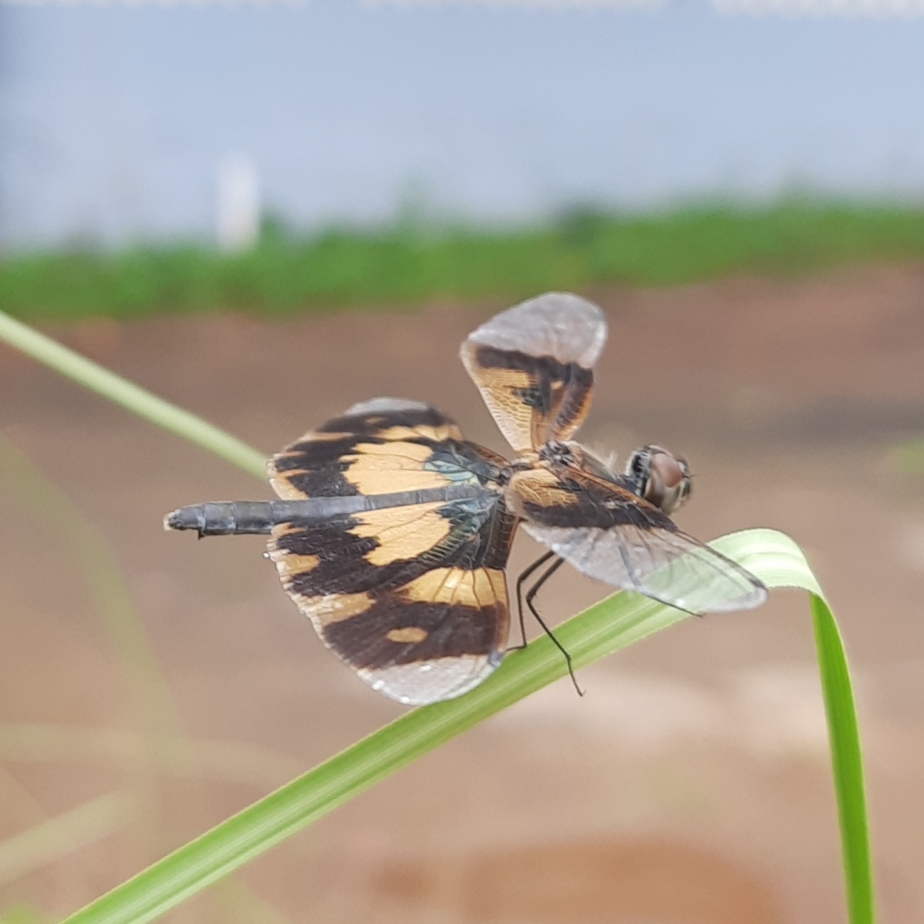 Common Picture Wing