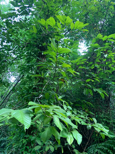 Shorea guiso observed 2025-06-12