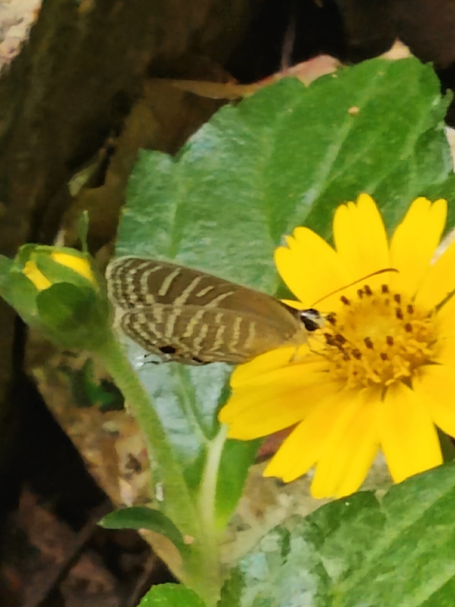 Common Cerulean