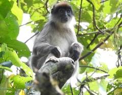 Piliocolobus tephrosceles