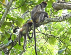Piliocolobus tephrosceles