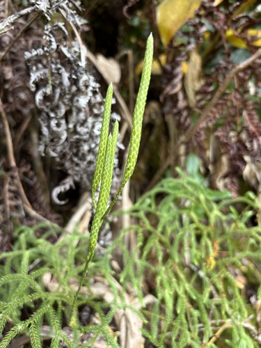 Lycopodium venustulum