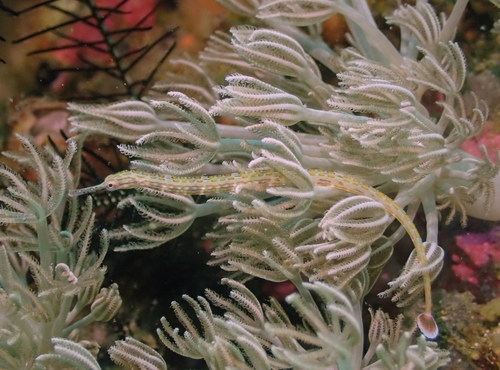 Corythoichthys ocellatus