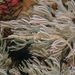 Corythoichthys ocellatus
