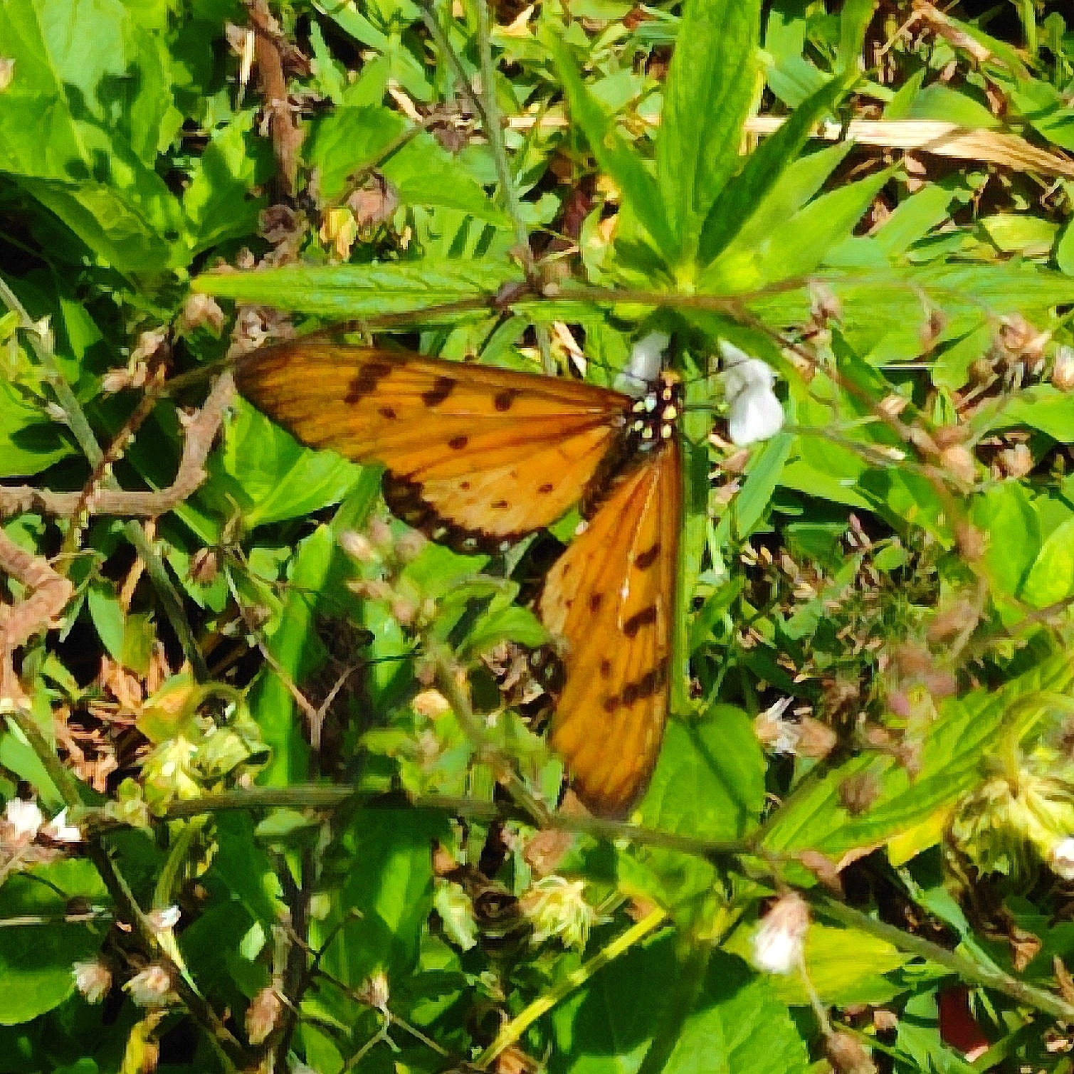 Tawny Coster