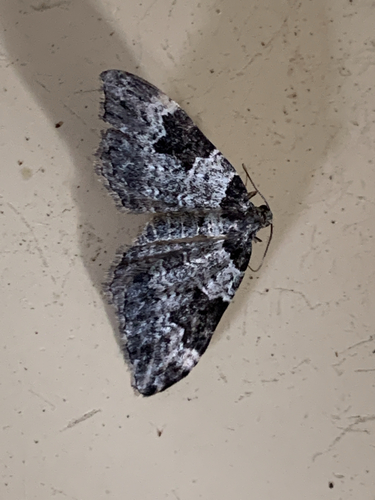 Photo of Garden Carpet (Xanthorhoe fluctuata)