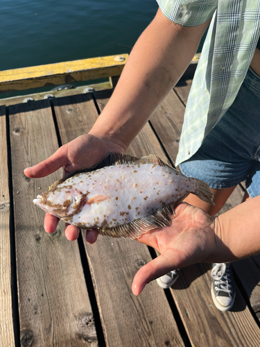 Butter sole (Isopsetta isolepis) — Pleuronectidae — 4