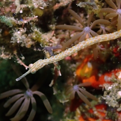 Corythoichthys ocellatus