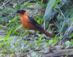 Cossypha niveicapilla