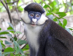 Cercopithecus ascanius