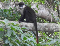 Cercopithecus ascanius